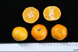 柑橘新品种选育及发展概况,带你认识柑橘新优品种