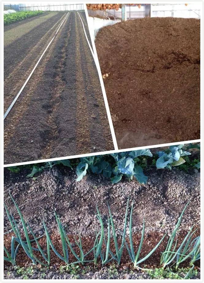 印象日本:“岛国”农业为什么能做得风生水起?