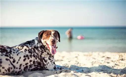 秦皇岛适合带狗去的地方,北戴河的民宿带狗的可以去吗