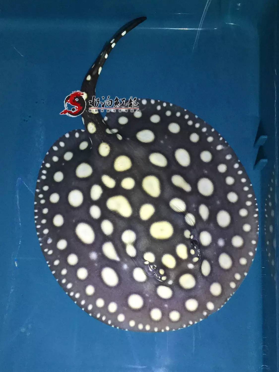 皇冠魟鱼一定蕾丝边吗,皇冠魟鱼繁殖难吗