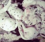 斑点狗长大了还会长出新的斑点吗,斑点狗刚出生的时候是长什么样的