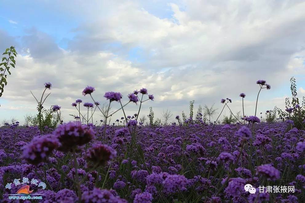 2017高台大事件,2019高台大事件