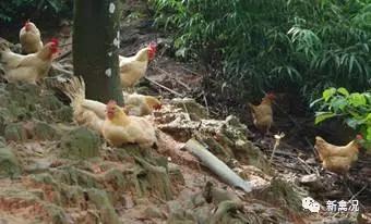 喝“活水”长大的飞凤鸡味道更浓郁?