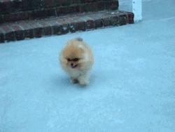 我家博美犬长得怎么样,博美犬8岁是老狗吗