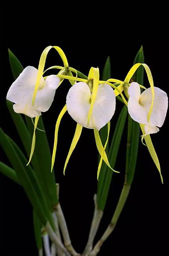 苍山珍稀兰花品种有哪些,顶级珍稀兰花品种大全视频