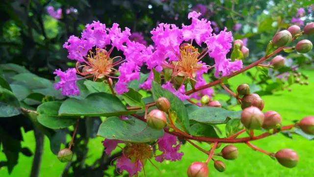 紫薇开花发朋友圈,紫薇树图片朋友圈