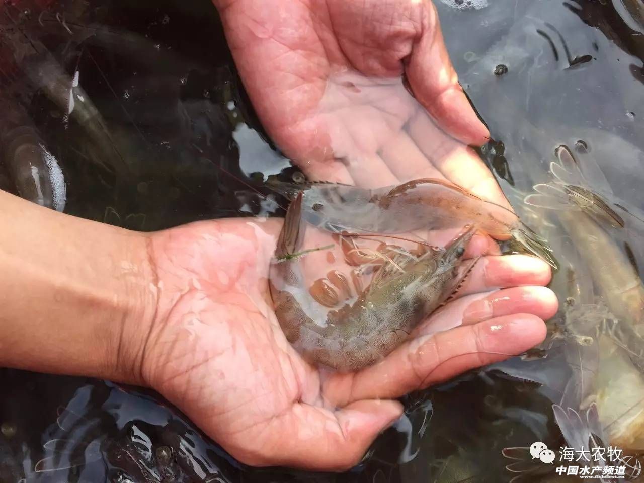 养虾调水秘诀,养虾成功