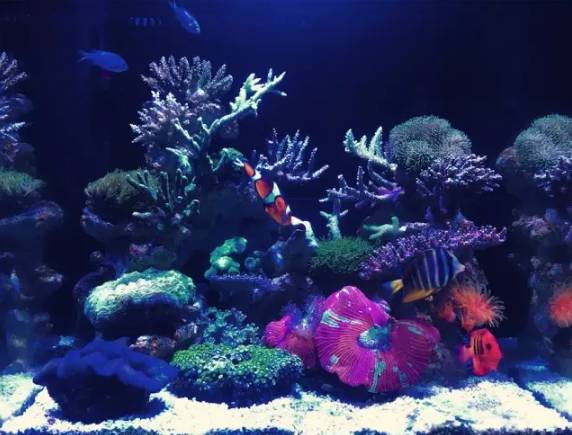 海缸小虫怎么培养,怎么驯服小恶魔