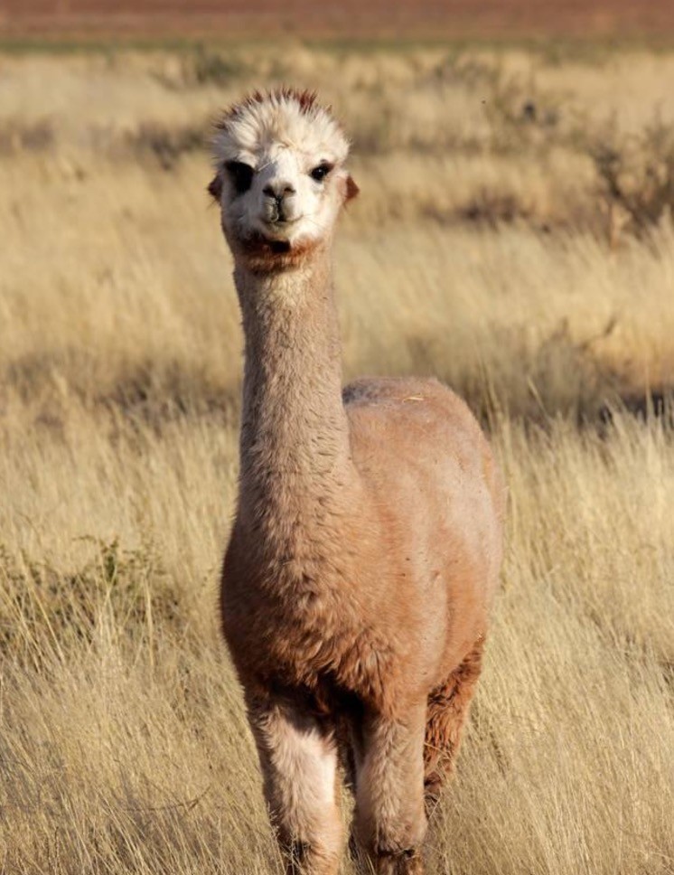 哪种毛线暖和耐穿,买毛线有哪些注意事项呢