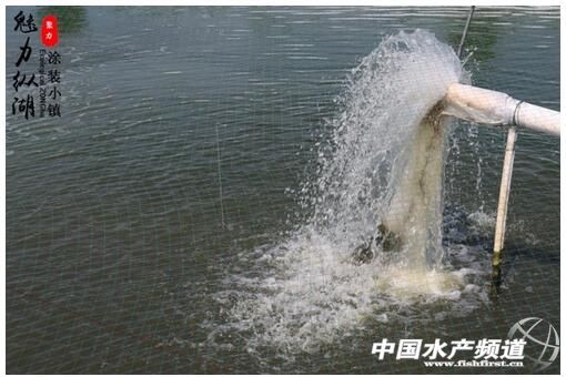 泥鳅养殖技术的最新视频,泥鳅养殖技术和视频