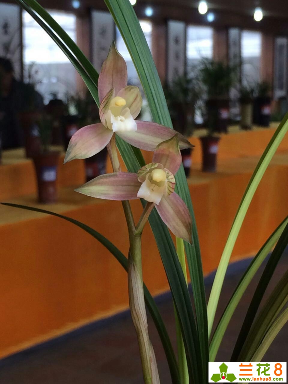 让兰花在盛世中国走好