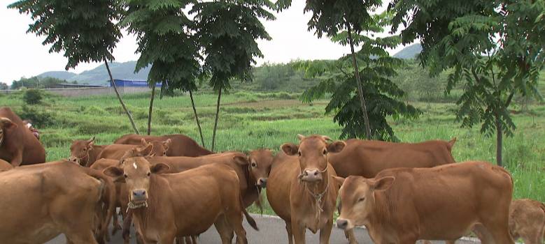 清理厕所大作战,猪粪自动清理