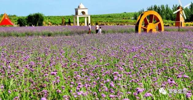 秦皇岛即将开的花海,秦皇岛最近的新花海