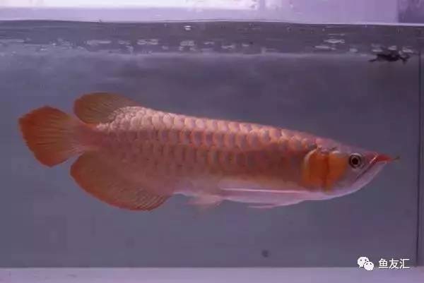 龙鱼价格为什么那么贵,日本金龙鱼多少钱