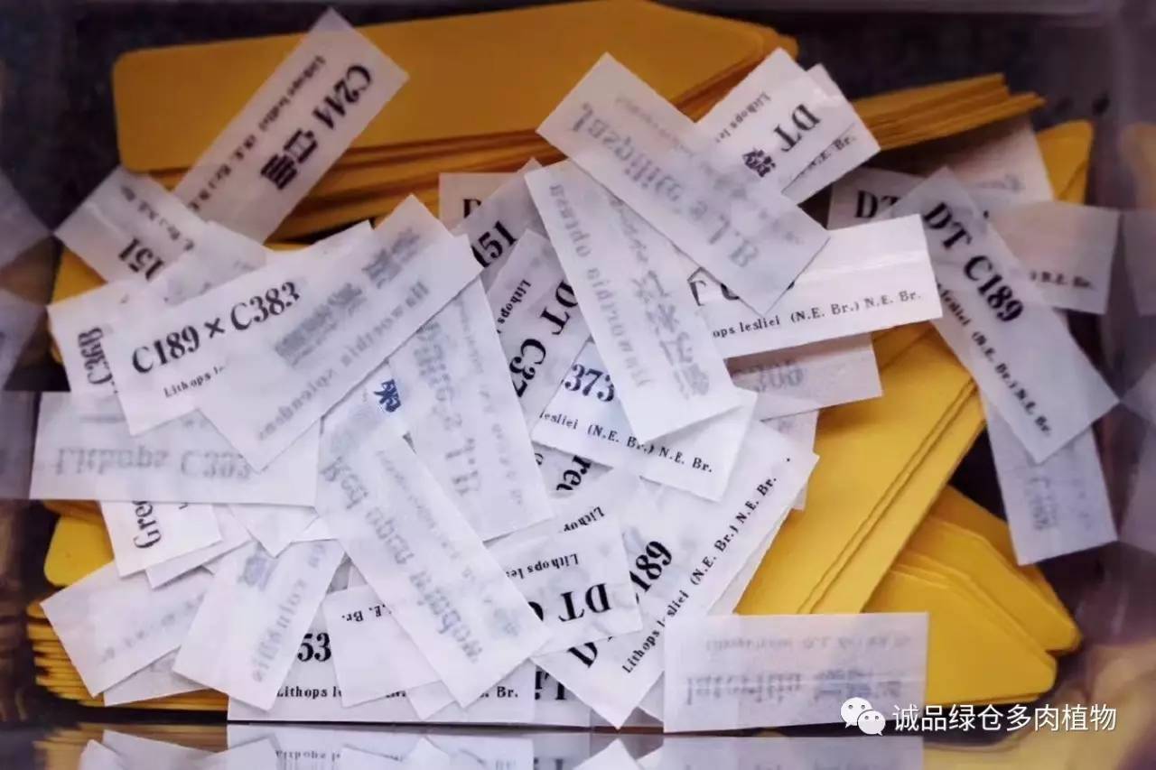 涨姿势|当不成学霸总得做一回“播”霸(夏播生石花第38天)