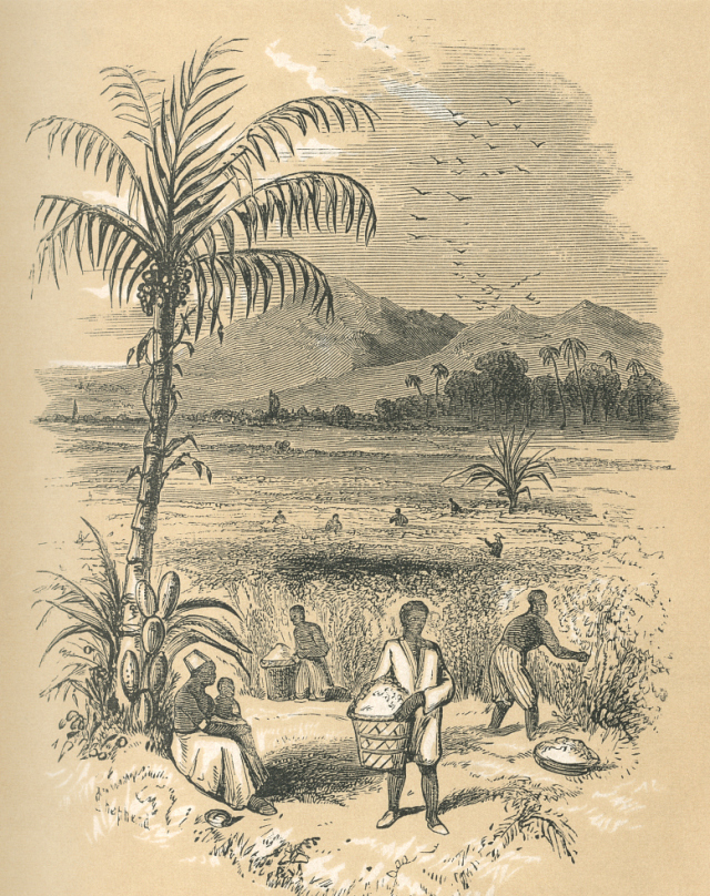 荐读|印第安文明、黄金、废除奴隶制、经济奇迹,“足球王国”巴西不止这么简单!