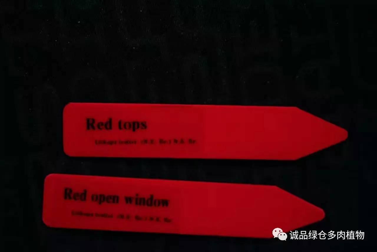 涨姿势｜当不成学霸总得做一回“播”霸（夏播生石花第38天）