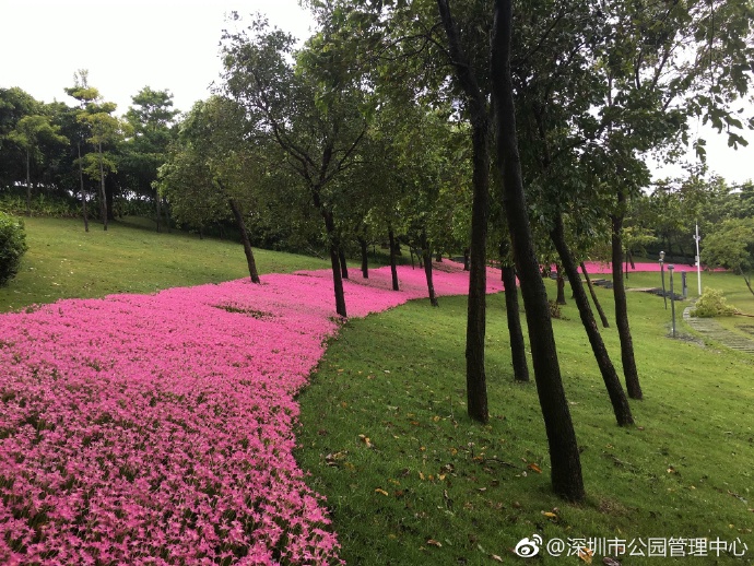 深圳最美丽花海,深圳发现的花海