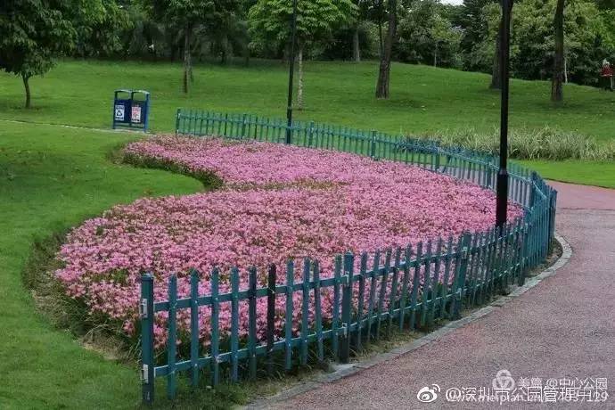 深圳的粉红花海,深圳中心公园藏着浪漫花海