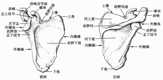 打羽毛球有助于改善翼状肩胛吗,打羽毛球的一些细节