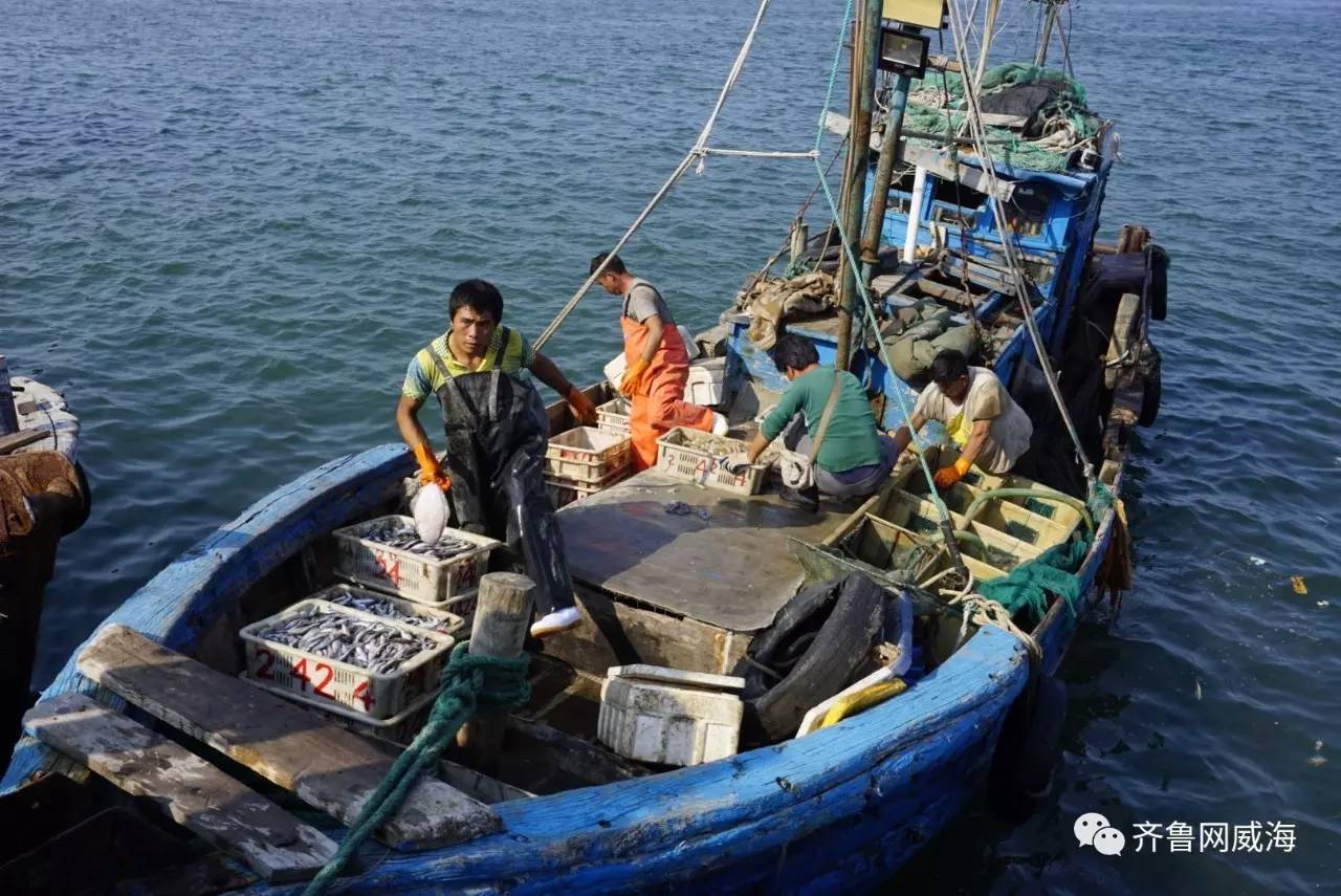 开海了一大波新鲜海鲜,威海开海了吃什么海鲜