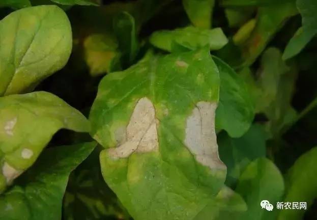 菠菜病害防治方法,大棚菠菜病害如何管理