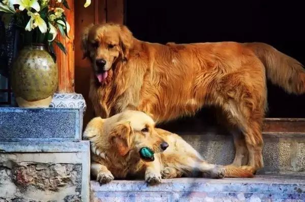 狗狗当销售部老总,狗当老板的店视频