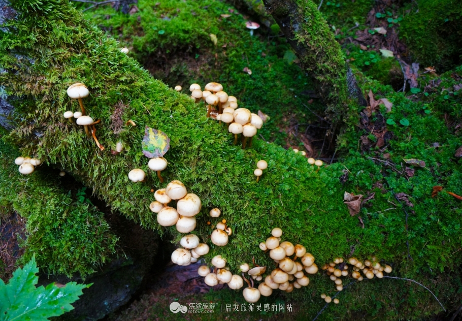 镜泊湖火山口免费景点,探秘火山