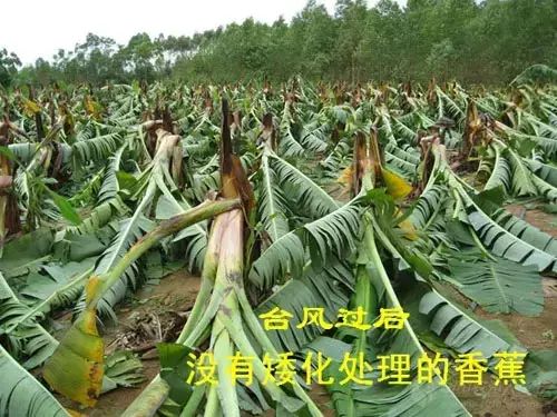 树木如何大面积抗台风,防台风比较好的树木