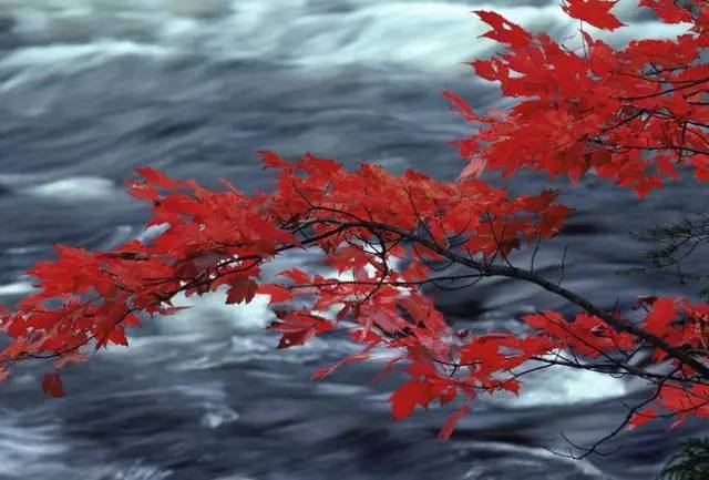 沈阳最美赏枫地最新开放,沈阳附近赏枫