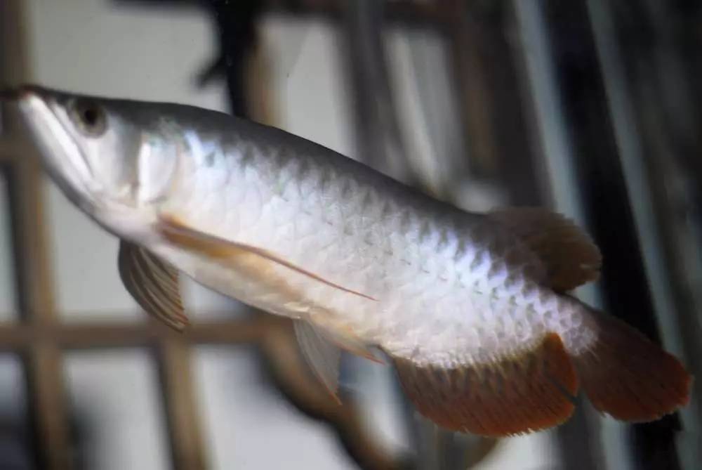 用心养鱼养好鱼,用心养好每一锅汤