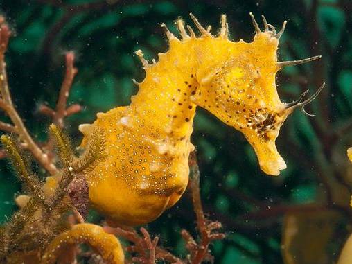 海马入缸几天喂食,海马种植
