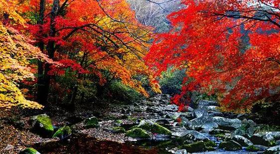 沈阳最美赏枫地最新开放,沈阳附近赏枫