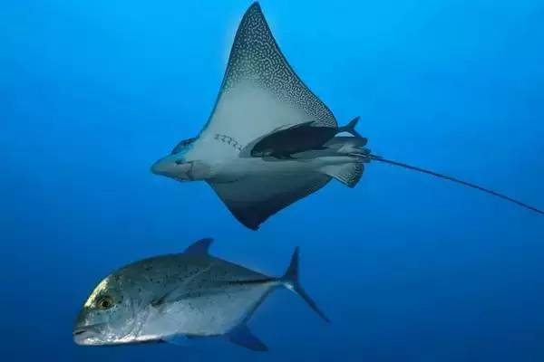 船宿潜水要什么水平,船宿潜水推荐