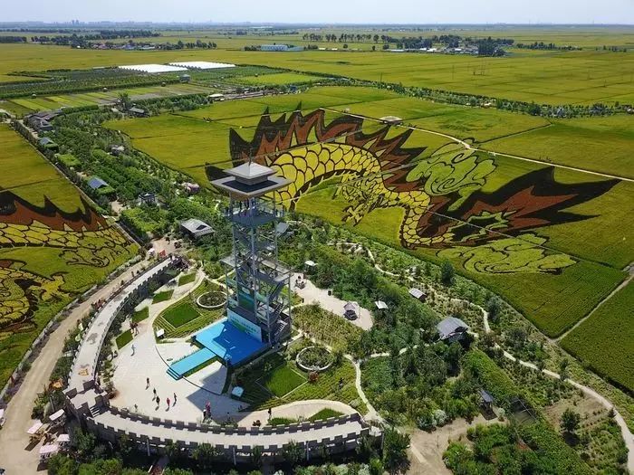 沈阳有稻梦空间吗,沈阳稻梦空间的水稻