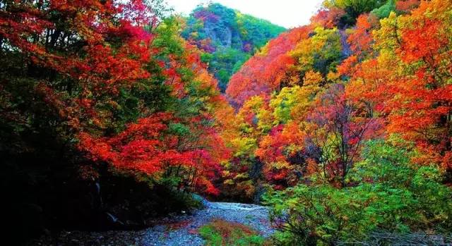 沈阳最美赏枫地最新开放,沈阳附近赏枫