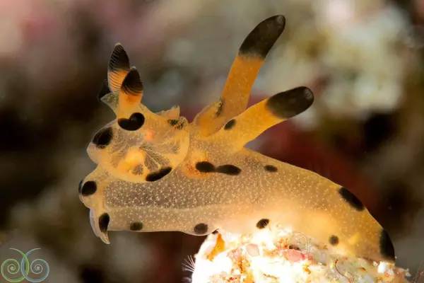 船宿潜水要什么水平,船宿潜水推荐