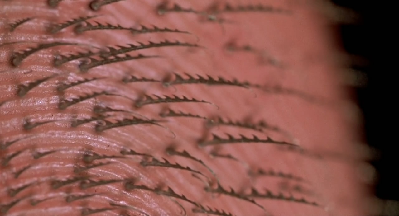 盘点最可爱的小蜘蛛,你见过这样呆萌可爱的小蜘蛛吗