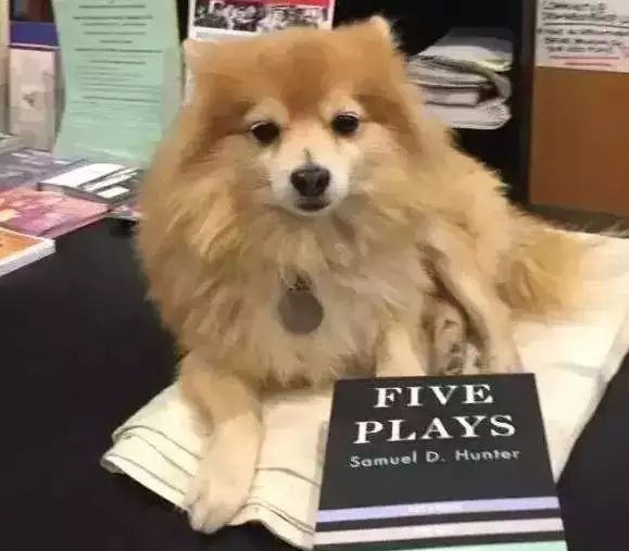 狗狗当超市的老板,狗狗当销售部老总