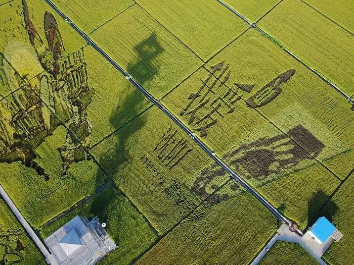 沈阳稻梦空间玉米,沈阳有稻梦空间吗