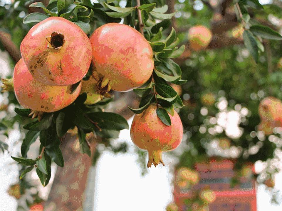 不用刀剥石榴怎么剥更快,怎么用手剥石榴剥得快