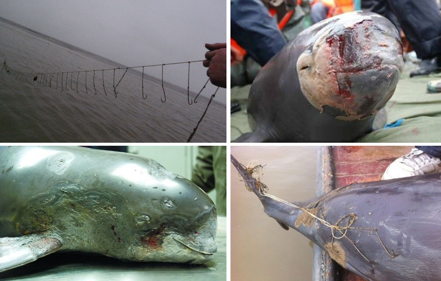 长江的各种濒危物种,长江生物多样性现状