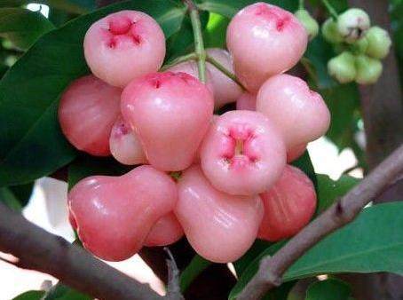 果子治疗糖尿病,枇杷叶治疗糖尿病