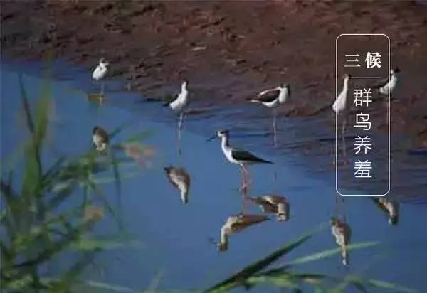 二十四节气白露转秋凉,白露节气落叶知秋凉