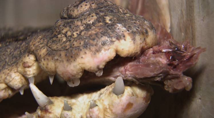 鳄鱼帮鸡、泥鳅帮黄鳝、鸡帮人,兔子帮火龙果,这些忙……帮得还好吗?