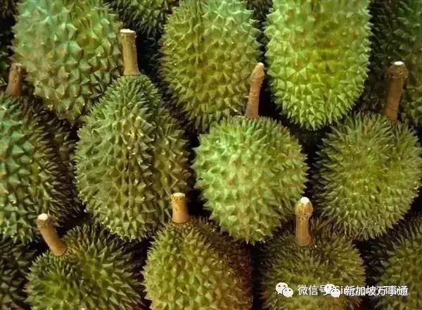 高能预警：榴莲价格要比黄金还贵了？！