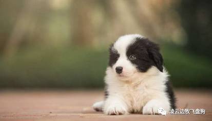 边牧幼犬训狗第一步先训什么,边牧犬三个月训练详细教程