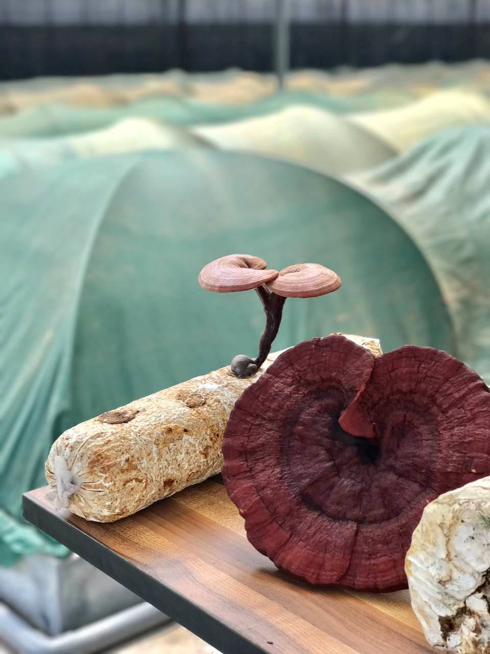 豆瓣评分8.4分，感动上亿中国观众，这部中草药版的《舌尖上的中国》，告诉你灵芝孢子粉的故事