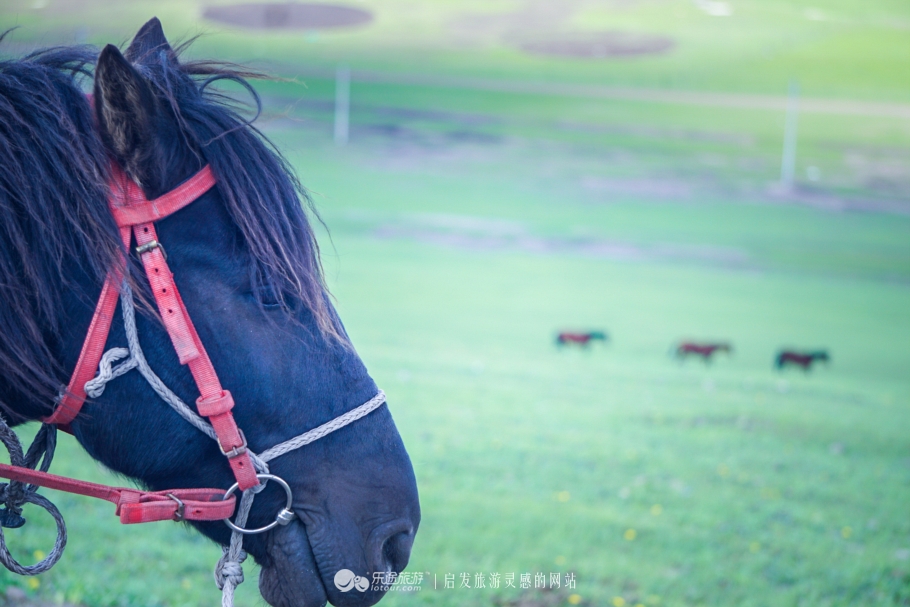 现代中国赤兔马,当代赤兔马