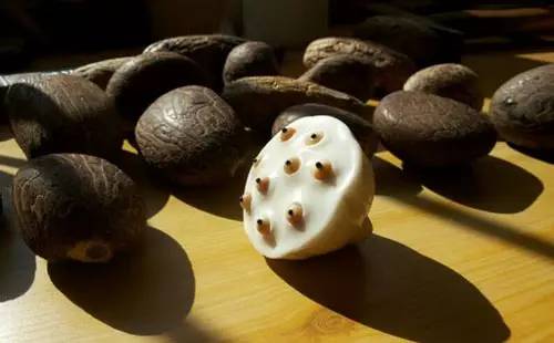 象牙果工艺品好吗,雕刻艺术果雕